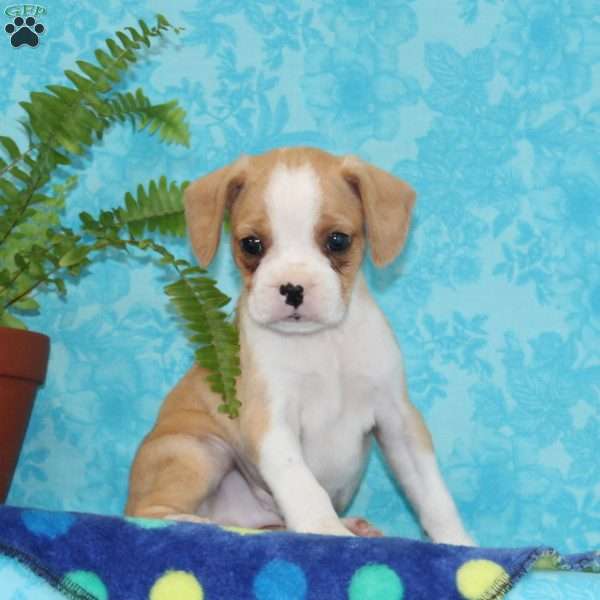 Buddy, Boston Terrier Mix Puppy